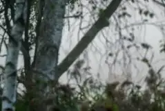 Mazurskie jelenie na zdjęciach Jana Olchówki - zdjęcie 55