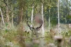 Mazurskie jelenie na zdjęciach Jana Olchówki - zdjęcie 54