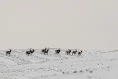 Mazurskie jelenie na zdjęciach Jana Olchówki - zdjęcie 52