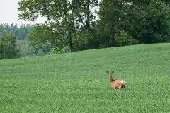 Mazurskie jelenie na zdjęciach Jana Olchówki - zdjęcie 41