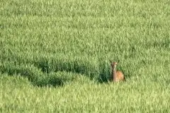 Mazurskie jelenie na zdjęciach Jana Olchówki - zdjęcie 40