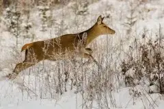 Mazurskie jelenie na zdjęciach Jana Olchówki - zdjęcie 38