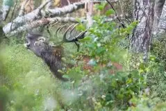 Mazurskie jelenie na zdjęciach Jana Olchówki - zdjęcie 25