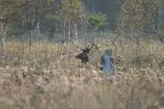 Mazurskie jelenie na zdjęciach Jana Olchówki - zdjęcie 21