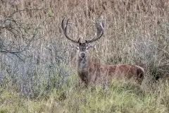 Mazurskie jelenie na zdjęciach Jana Olchówki - zdjęcie 10