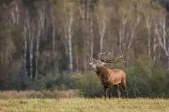 Mazurskie jelenie na zdjęciach Jana Olchówki - zdjęcie 7