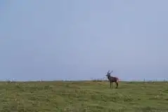 Mazurskie jelenie na zdjęciach Jana Olchówki - zdjęcie 5