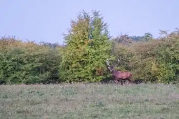 Mazurskie jelenie na zdjęciach Jana Olchówki