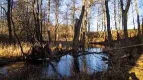 Zdjęcia: Mosty w Botkunach i Kiepojcach - tajemnicze i schowane w lasach - zdjęcie 5