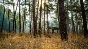 Mazurski las w okolicach Kruklina, luty 2020 - zdjęcie 6