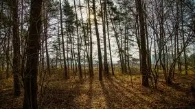 Mazurski las w okolicach Kruklina, luty 2020 - zdjęcie 14