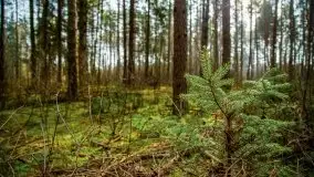 Mazurski las w okolicach Kruklina, luty 2020 - zdjęcie 23