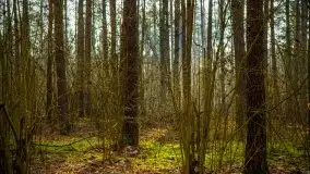 Mazurski las w okolicach Kruklina, luty 2020 - zdjęcie 33