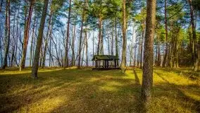 Mazurski las w okolicach Kruklina, luty 2020 - zdjęcie 28