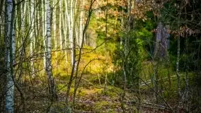 Mazurski las w okolicach Kruklina, luty 2020 - zdjęcie 47