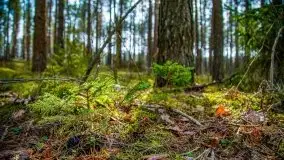 Mazurski las w okolicach Kruklina, luty 2020 - zdjęcie 53