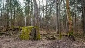 Wilczy Szaniec w Gierłoży zimą jeszcze lepiej widoczny - zdjęcie 69