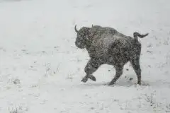 Mazurskie żubry na zdjęciach Janka Olchówki - zdjęcie 45