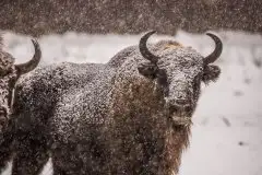 Mazurskie żubry na zdjęciach Janka Olchówki - zdjęcie 44