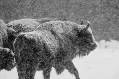 Mazurskie żubry na zdjęciach Janka Olchówki - zdjęcie 43