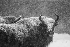 Mazurskie żubry na zdjęciach Janka Olchówki - zdjęcie 42