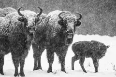 Mazurskie żubry na zdjęciach Janka Olchówki - zdjęcie 41