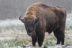 Mazurskie żubry na zdjęciach Janka Olchówki - zdjęcie 38