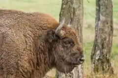 Mazurskie żubry na zdjęciach Janka Olchówki - zdjęcie 30