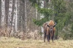Mazurskie żubry na zdjęciach Janka Olchówki - zdjęcie 16