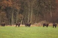 Mazurskie żubry na zdjęciach Janka Olchówki - zdjęcie 7