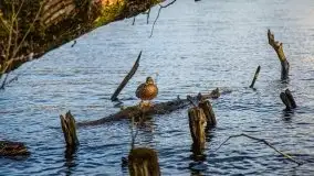 Mrągowo w marcowym słońcu 2020 - zdjęcie 55