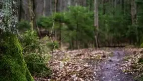 W poszukiwaniu wiosny, okolice Dobry i jez. Dobskiego - zdjęcie 6