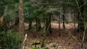 W poszukiwaniu wiosny, okolice Dobry i jez. Dobskiego - zdjęcie 10