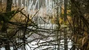 W poszukiwaniu wiosny, okolice Dobry i jez. Dobskiego - zdjęcie 15