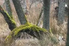 Zdjęcia: Mazurskie pejzaże na zdjęciach Janka Olchówki cz. II - zdjęcie 38