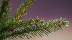 Las nad jeziorem Białym i rzeką Sapiną, marzec 2020 - zdjęcie 1