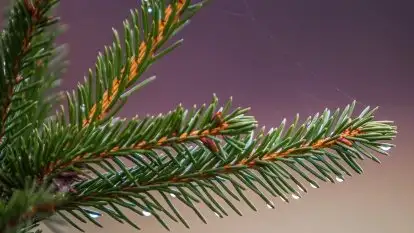 Las nad jeziorem Białym i rzeką Sapiną, marzec 2020