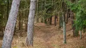 Las nad jeziorem Białym i rzeką Sapiną, marzec 2020 - zdjęcie 6