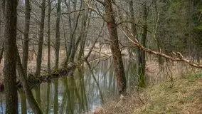 Las nad jeziorem Białym i rzeką Sapiną, marzec 2020 - zdjęcie 20