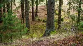 Las nad jeziorem Białym i rzeką Sapiną, marzec 2020 - zdjęcie 29