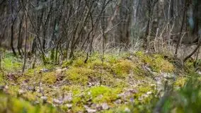 Las nad jeziorem Białym i rzeką Sapiną, marzec 2020 - zdjęcie 32