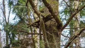 Las nad jeziorem Białym i rzeką Sapiną, marzec 2020 - zdjęcie 36