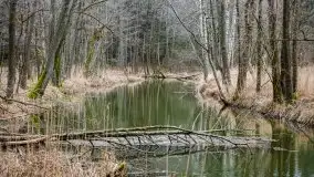 Las nad jeziorem Białym i rzeką Sapiną, marzec 2020 - zdjęcie 50