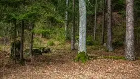 Las nad jeziorem Białym i rzeką Sapiną, marzec 2020 - zdjęcie 59