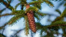 Las nad jeziorem Białym i rzeką Sapiną, marzec 2020 - zdjęcie 56