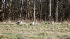 Okolice mostu Sztynorckiego, marzec 2020 - zdjęcie 21