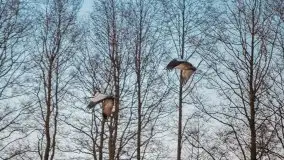 Okolice mostu Sztynorckiego, marzec 2020 - zdjęcie 33