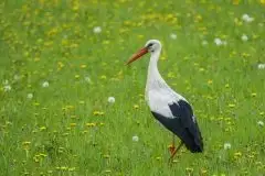 Zdjęcia: Mazurskie bociany na zdjęciach Janka Olchówki - zdjęcie 12