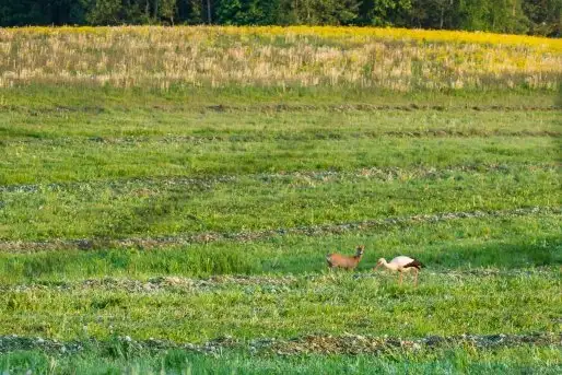 Zdjęcia: Mazurskie bociany na zdjęciach Janka Olchówki - zdjęcie 6