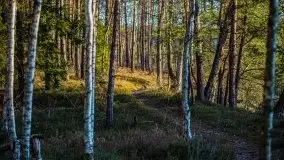 Jezioro Wesołek w marcu 2020 - zdjęcie 22